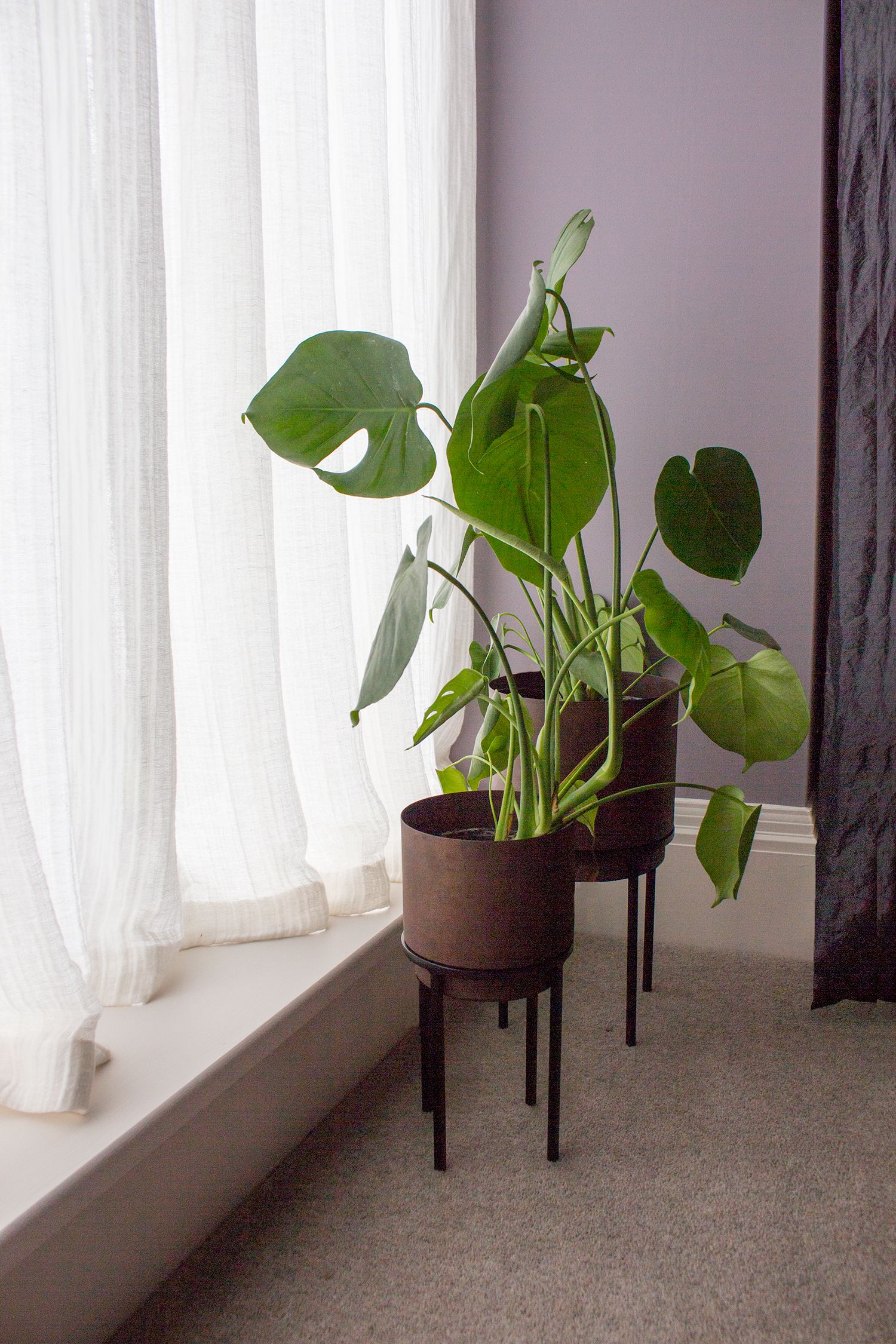 A close up of the rust finished planters with cheese plants in them, and the new sheer curtains behind.