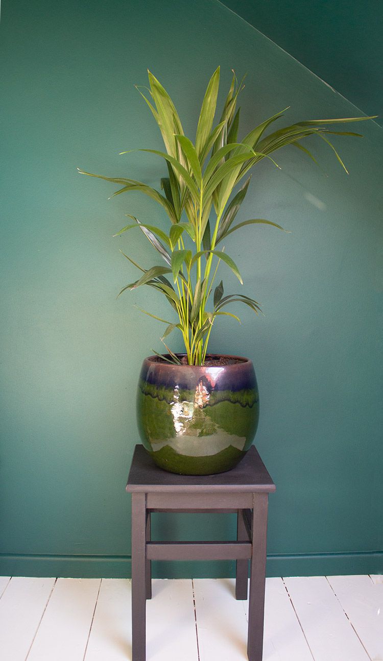 A photo of a large kentia palm plant in a glossy green plant pot, on a black painted plant stand.